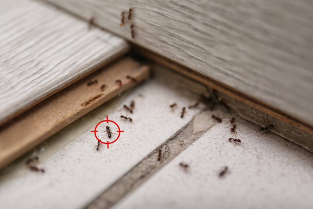 Best Termite Control Services  in Temple, GA