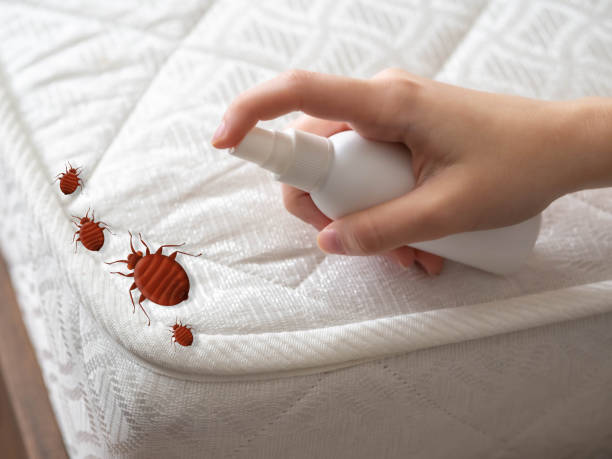 Flea Control Services in Temple, GA
