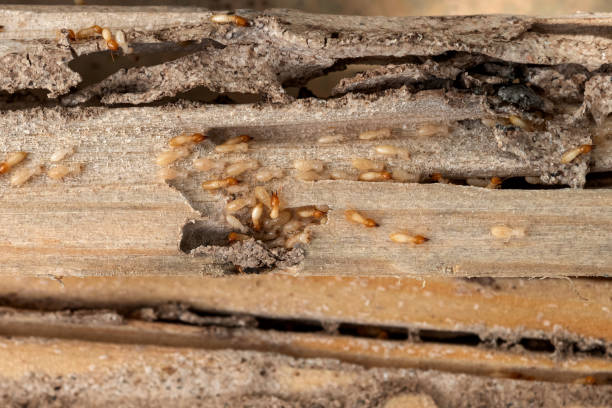 Best Pest Control Near Me in Temple, GA