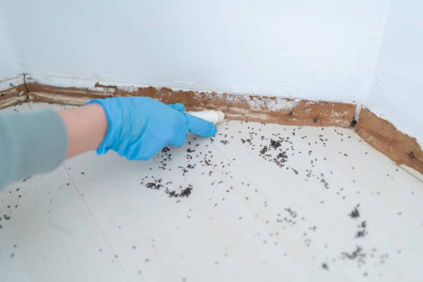 Best Cockroach Control Services  in Temple, GA